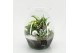 Arrangementen kerst XMAS-25230 Kerst creatie terrarium 3 pp 