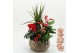 Arrangementen kerst XMASXL-2512 Kerst XL 4 pp 