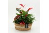 Arrangementen kerst XMASXL-2525 Kerst XL 3 pp