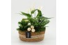 Arrangementen kerst XMASXL-2526 Kerst XL 3 pp