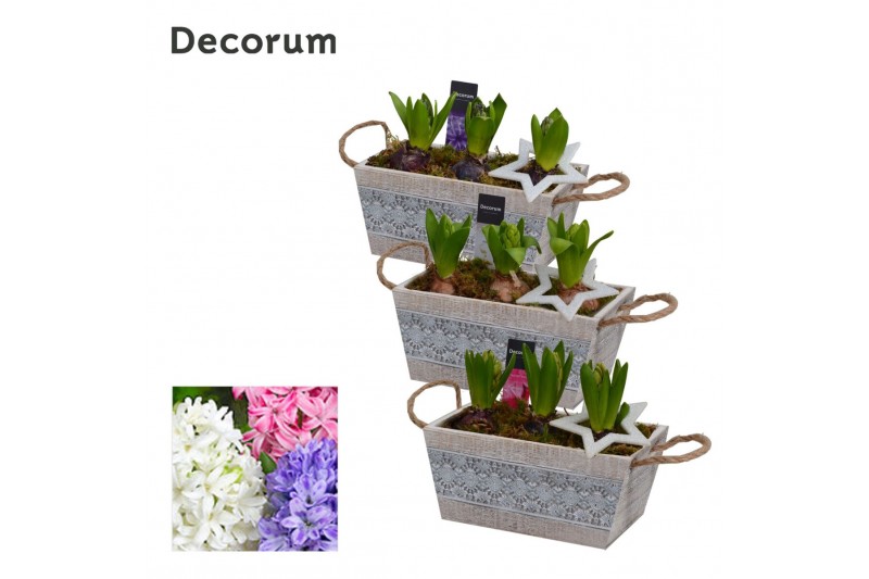 Arrangementen hyacinthus Hyacint Claire HL12902 [PURE] 3 pp 90 bl. 3 p 