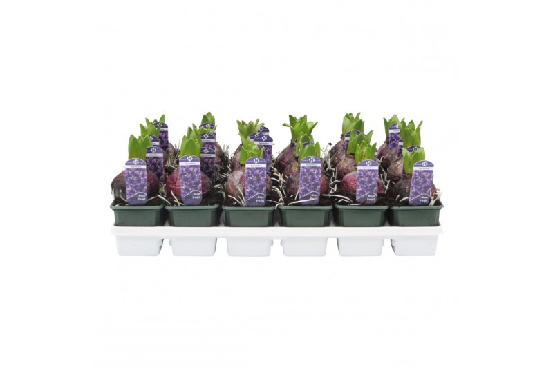 Hyacinthus orientalis blue pearl 1pp 