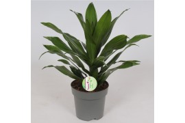 Dracaena fragr. compacta green jewel Dracaena Green Jewel1 pp