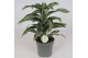 Dracaena fragr. compacta jade jewel Dracaena Jade Jewel1 pp 