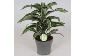 Dracaena fragr. compacta jade jewel Dracaena Jade Jewel1 pp