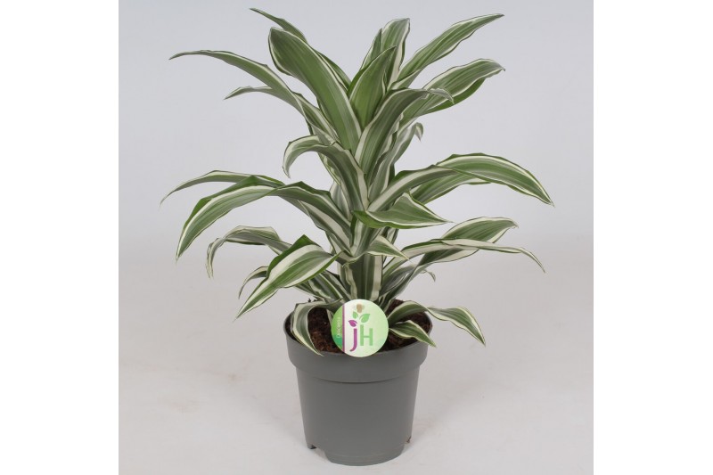 Dracaena fragr. compacta white jewel Dracaena White Jewel1 pp 