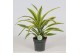 Dracaena fragr. der. lemon lime Dracaena Lemon Lime1 pp 