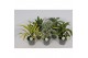 Dracaena fragr. mix 3 soorten Dracaena mix1 pp 