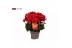 Begonia elatior du. grace Winterbegonia Grace rood 14 cm1 pp 