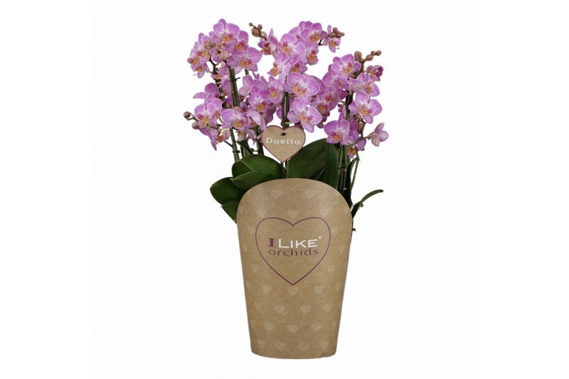 Phalaenopsis paars Duetto multi - Honey Bee 60+ (Quattro)60 bl. 3 tak/ 