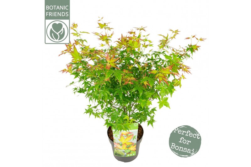 Acer palmatum little princess Acer palm. Little Princess 