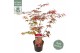 Acer palmatum atropurpureum Acer palm. Atropurpureum 