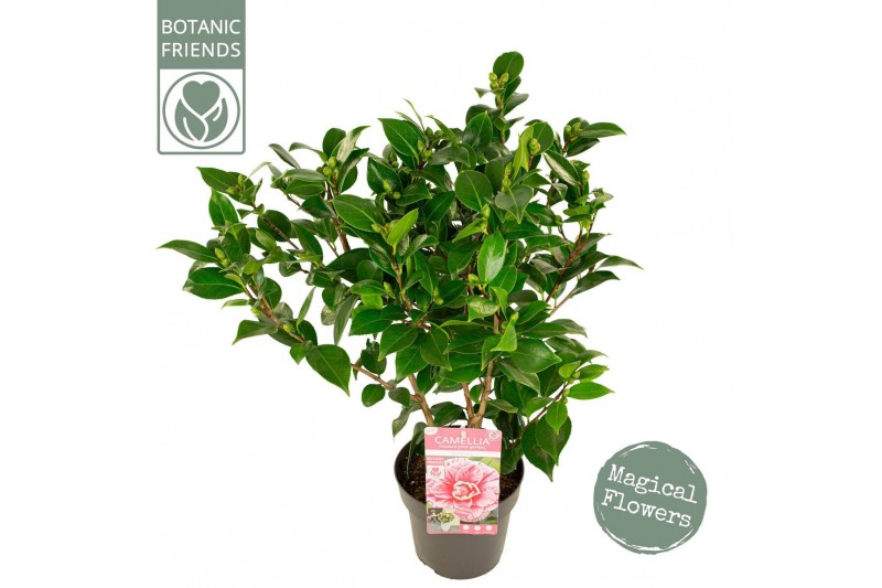 Camellia japonica Camellia jap. Bonomiana10 bl. 