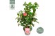 Camellia japonica Camellia jap. Bonomiana10 bl. 