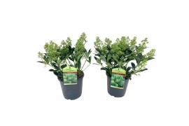 Skimmia japonica finchy Skimmia japonica Finchy 18+ bloemen 18 bl.