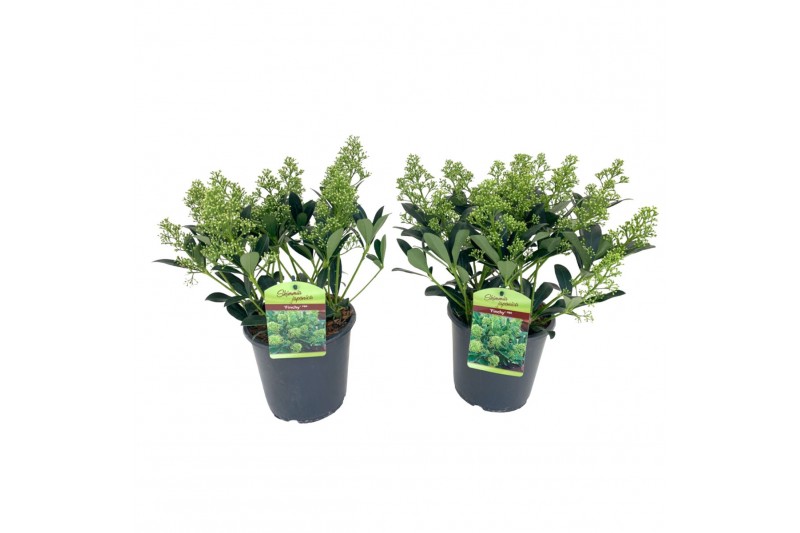 Skimmia japonica finchy Skimmia japonica Finchy 18+ bloemen 18 bl. 