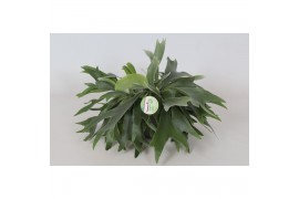 Platycerium bifurcatum Platycerium Bifurcatum3 pp 40 cm diameter