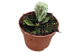 Begonia Begonia Blancii Mottled 1 pp