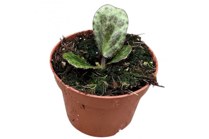 Begonia Begonia Blancii Mottled 1 pp 