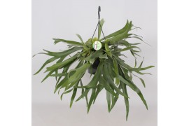 Platycerium bifurcatum Platycerium Bifurcatum3 pp 50 cm diameter