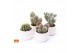 Cactus mix 4 soorten Cactus mix in Paros 15 
