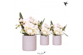 Phalaenopsis Anthura  Nazare Kolibri Orchids Phalaenopsis Nazare 4 spi