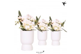 Phalaenopsis Anthura  Nazare Kolibri Orchids Phalaenopsis Nazare 4 spi