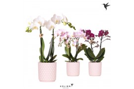 Phalaenopsis multiflora Kolibri Orchids Phalaenopsis mix 2 spike in Di