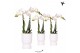 Phalaenopsis multiflora wit Kolibri Orchids Phalaenopsis white 2 spike 