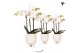 Phalaenopsis multiflora wit Kolibri Orchids Phalaenopsis white 3 spike 