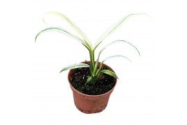 Kamerplanten Amplissimum White Variegata 1 pp