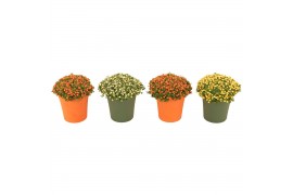 Nertera granadensis Nertera granadensis mix p8 in TGW oranje / groen