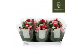 Rosa kordana mix Rosa Kordana Schaal Carnaval (3 Kleuren Mix)18 bl.