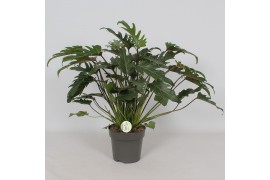 Philodendron xanadu Philodendron Xanadu2 pp