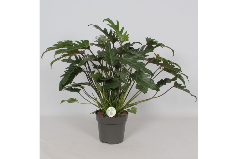 Philodendron xanadu Philodendron Xanadu2 pp 