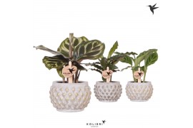 Calathea mix Kolibri Greens Calathea mix in Marrakesh pot gold copper1