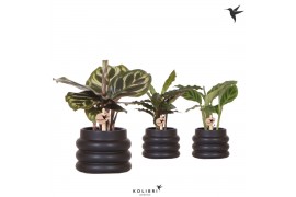 Calathea mix Kolibri Greens Calathea mix in Bubble pot black1 pp