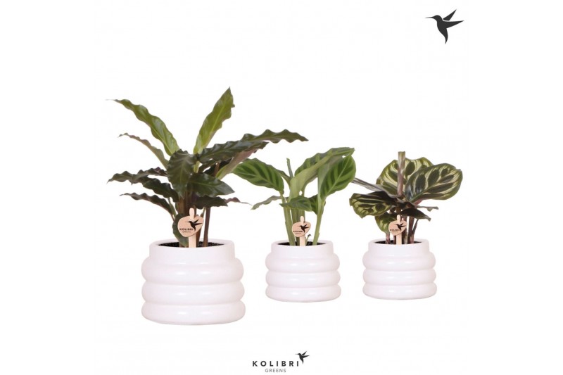 Calathea mix Kolibri Greens Calathea mix in Bubble pot white1 pp 