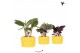 Calathea mix Kolibri Greens Calathea mix in Citrus pot yellow1 pp 