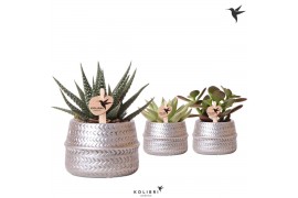 Succulenten mix Kolibri Greens Succulenten mix in Groove pot silver1 p
