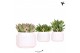 Succulenten mix Kolibri Greens Succulenten mix in Maze pot white1 pp 