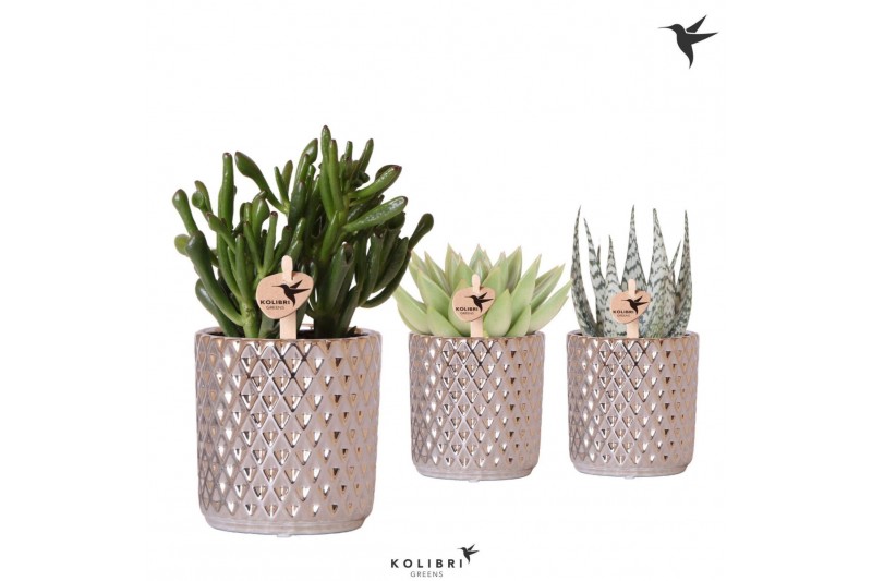 Succulenten mix Kolibri Greens Succulenten mix in Diamond pot silver1  