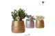 Succulenten mix Kolibri Greens Succulenten mix in Groove pot mix1 pp 