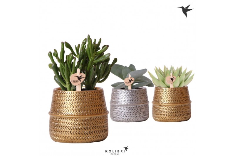 Succulenten mix Kolibri Greens Succulenten mix in Groove pot mix1 pp 