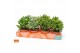Crassula mix Crassula mix 12 