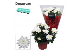Chrysanne grandezza white Chrysanne® Grandezza Whitepp
