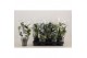 Stephanotis floribunda Stephanotis boog 3-4 tros p1234 per plant 