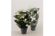 Stephanotis floribunda Stephanotis boog 9-10 tros p12per plant 