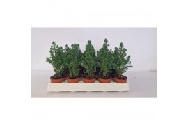 Chamaecyparis thyoides top point Chamaecyparis Thyoidis Toppoint mini