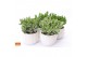 Crassula mix Crassula mix in Paros 15 